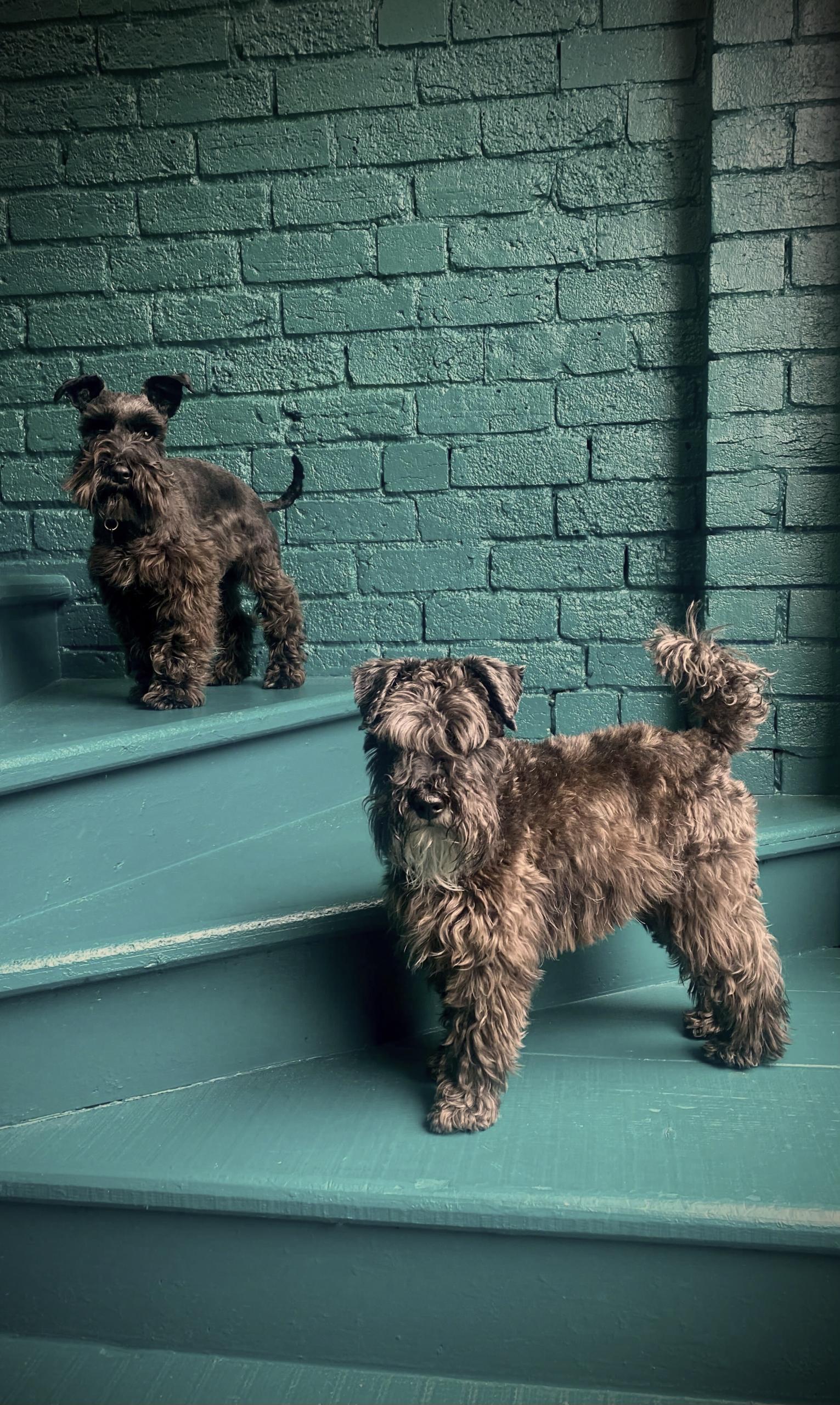 Jonas and Walter, schnauzers on the steps of Seesaw Studio